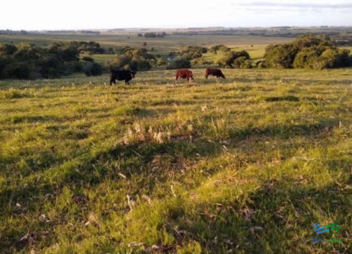 Campo Ref.4898 - Buen campo ganadero 218 Has en Oratorio