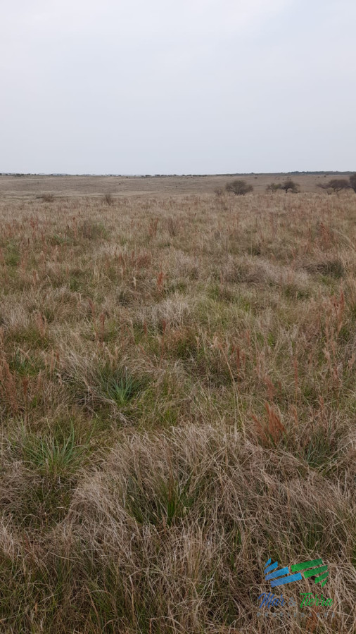 Campo Ref.4837 - 1.200 Has Campo Ganadero, buen precio...