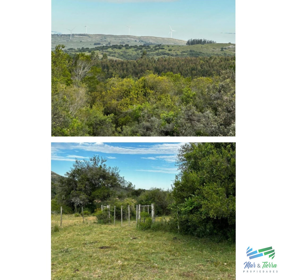 Campo Ref.4912 - 555 Has Campo Mixto Ganadero  Forestal
