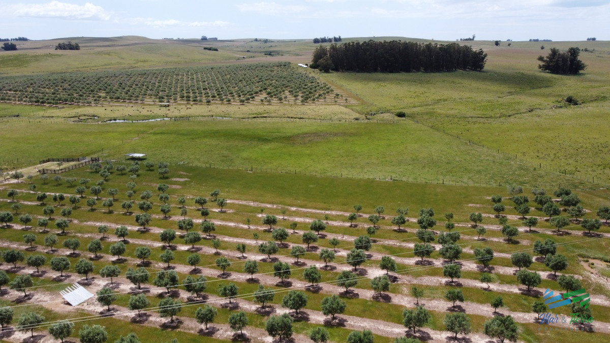 Campo Ref.5410 - Establecimiento productivo completo, a pocos Kms de Garzón y de R.9, inmejorable ubicación.