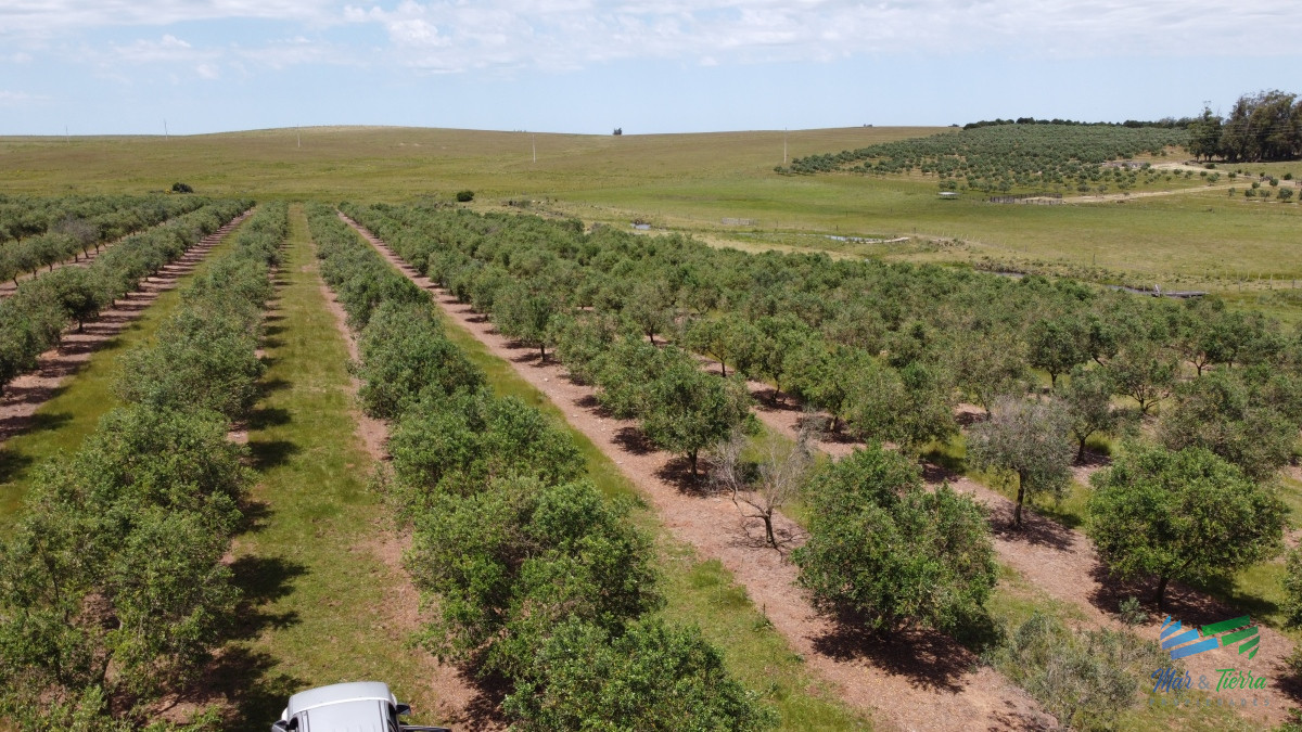 Campo Ref.5410 - Establecimiento productivo completo, a pocos Kms de Garzón y de R.9, inmejorable ubicación.