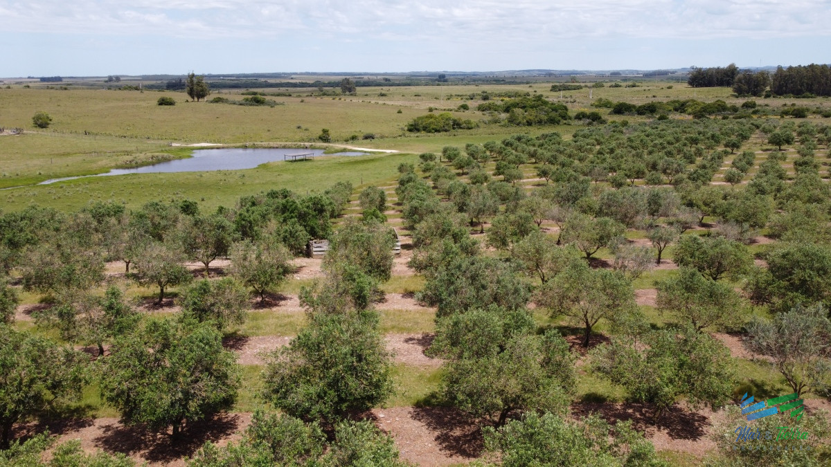 Campo Ref.4490 - 28 Has a 5 Kms de Garzón con 5.000 Olivos