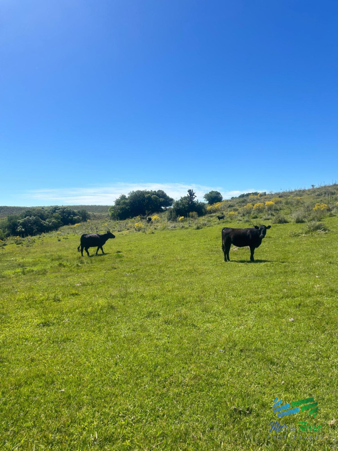 Campo Ref.5081 - 577 Has Campo Ganadero - Forestal