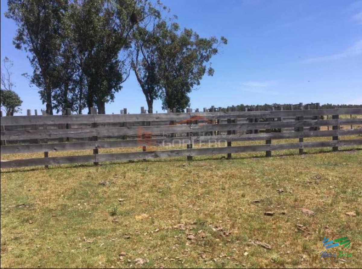 Campo Ref.3677 - 85 Has con casa a 30 minutos de Punta y 1 hora de Mdeo