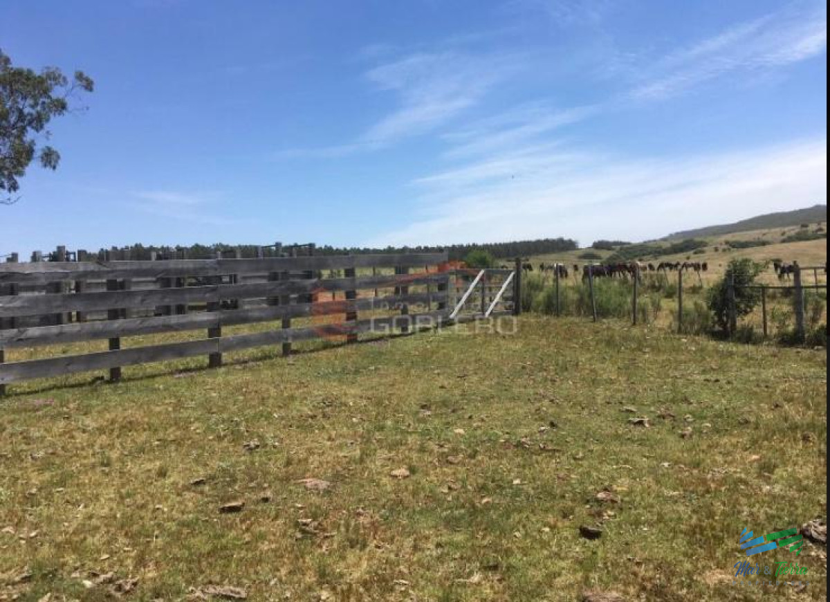 Campo Ref.3677 - 85 Has con casa a 30 minutos de Punta y 1 hora de Mdeo