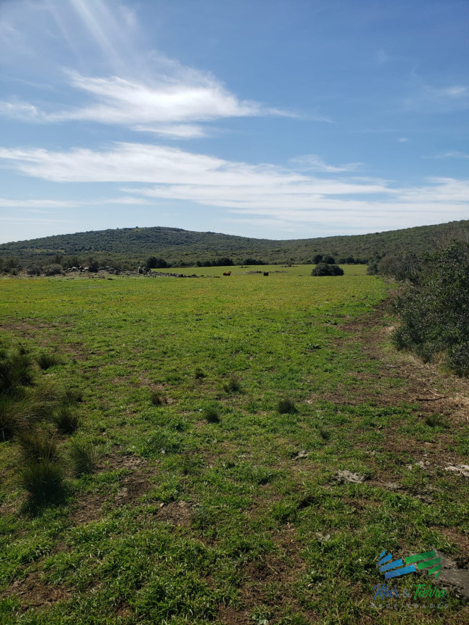 Campo Ref.4423 - 322 Has Ganaderas, Lindo Campo Criador.