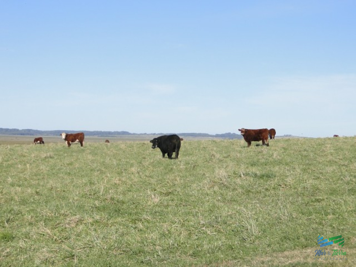 Campo Ref.3697 - 1.137 Has Campaso costa Laguna Negra