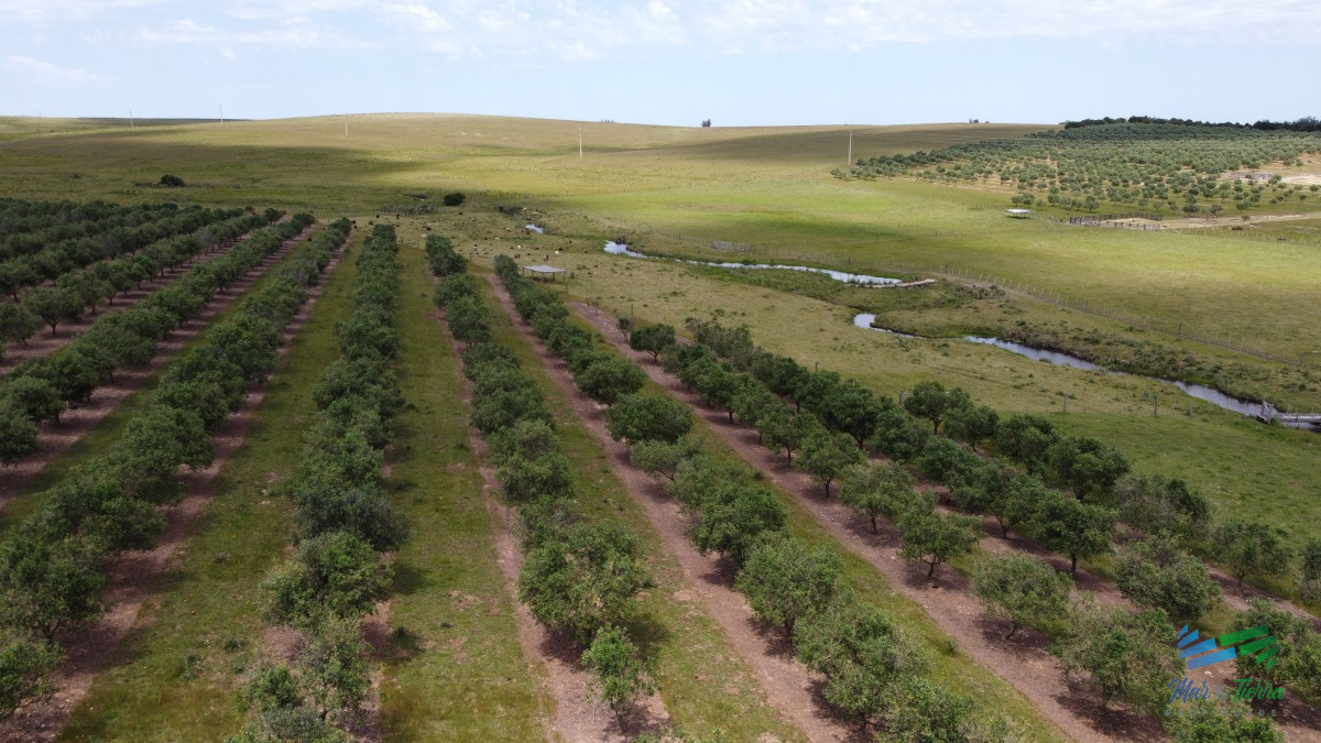 Campo Ref.4490 - 28 Has a 5 Kms de Garzón con 5.000 Olivos