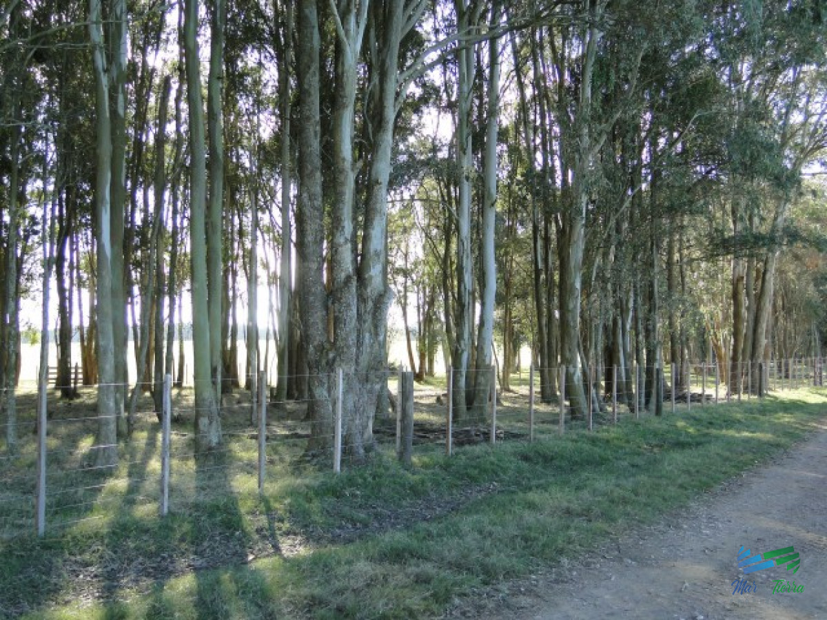 Campo Ref.3697 - 1.137 Has Campaso costa Laguna Negra