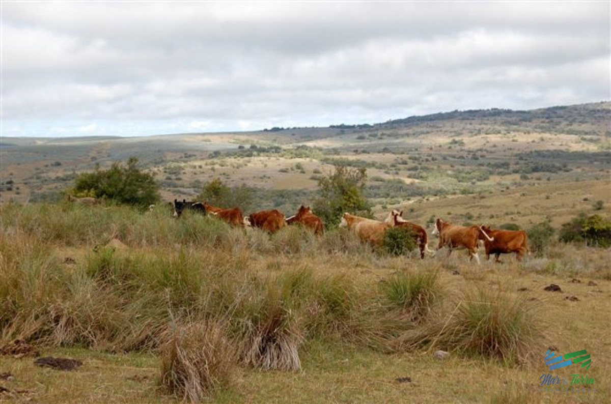 Campo Ref.3687 - 1.600 Has Campo Ganadero criador a buen precio