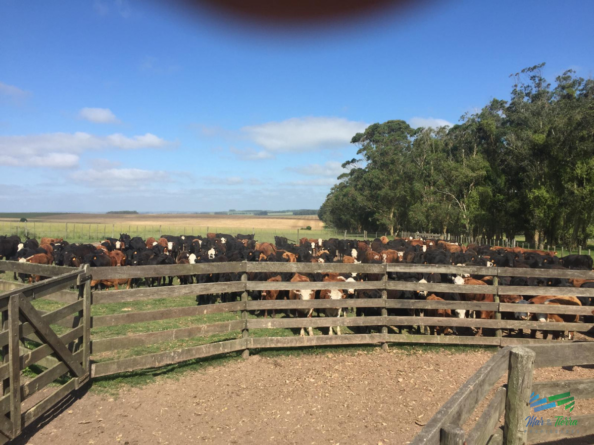 Campo Ref.3697 - 1.137 Has Campaso costa Laguna Negra