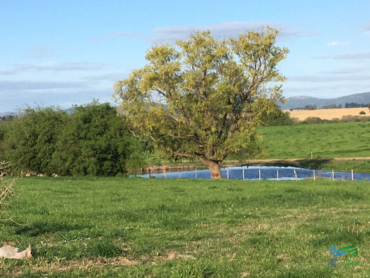 Campo Ref.4907 - 312 Has Campaso Mixto a 1 hora de Mdeo y Punta !