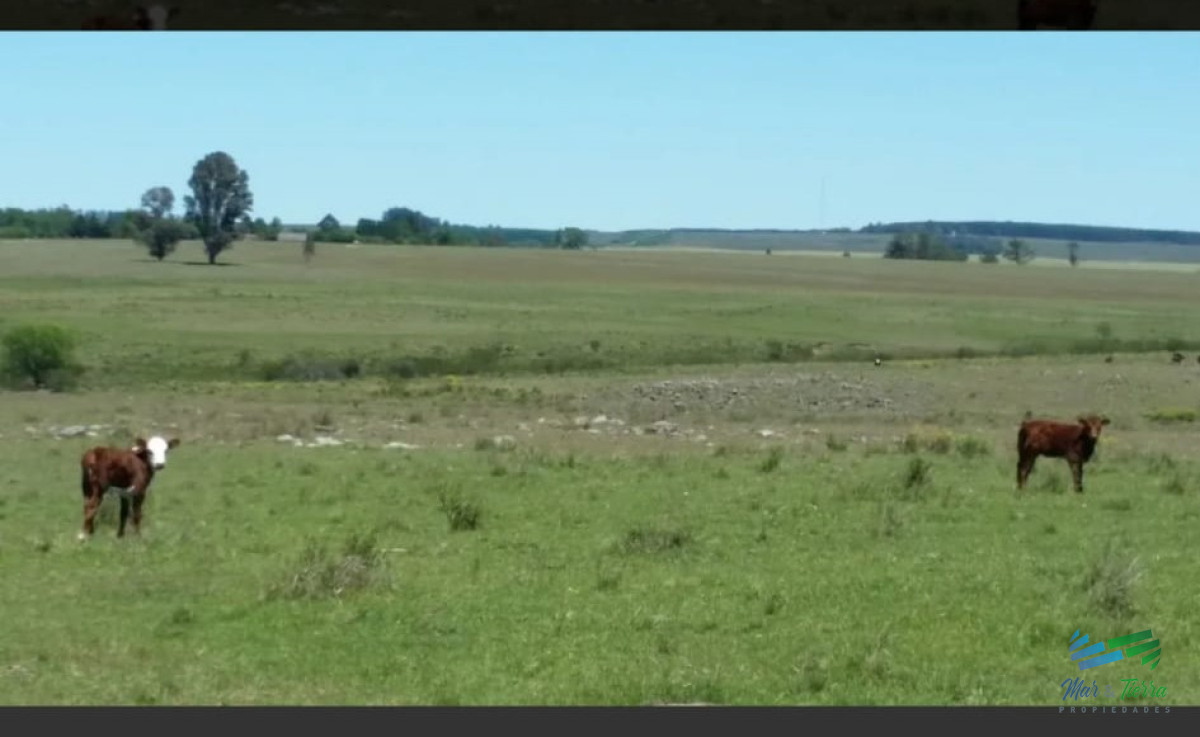 Campo Ref.3682 - 287 Has Ganaderas muy cerca de Ruta 26