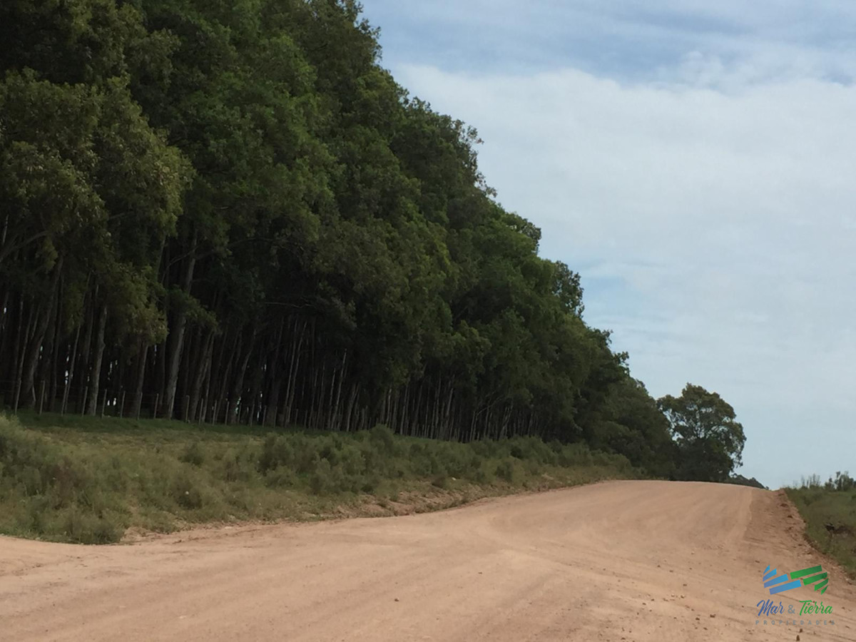 Campo Ref.3697 - 1.137 Has Campaso costa Laguna Negra