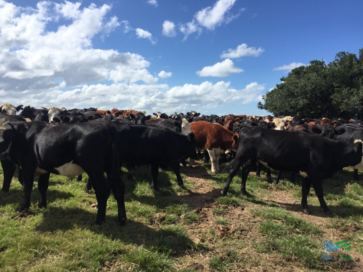 Campo Ref.3697 - 1.137 Has Campaso costa Laguna Negra