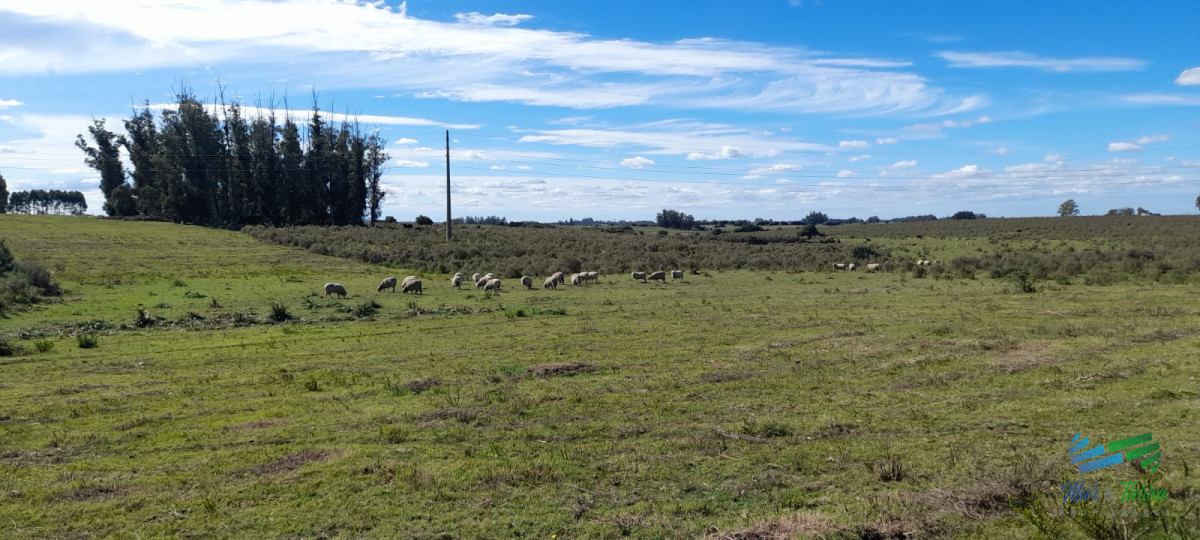 Campo Ref.4416 - Buen campo agrícola, muy bien ubicado. 83 Has