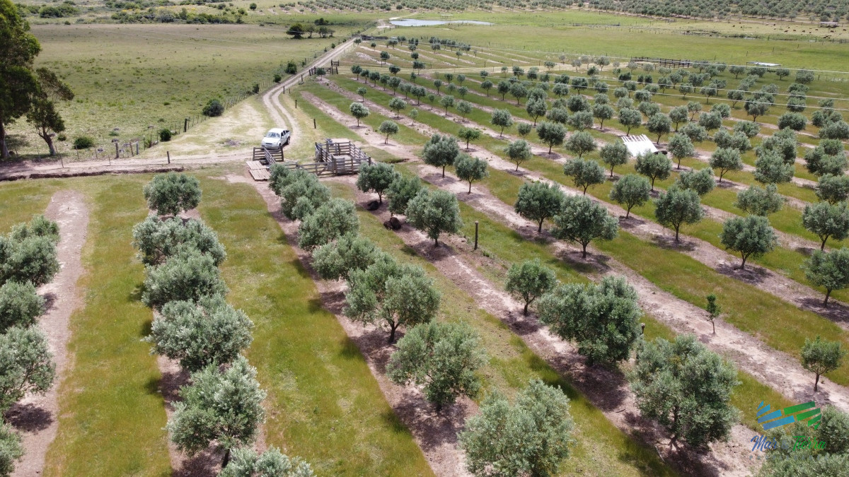 Campo Ref.4490 - 28 Has a 5 Kms de Garzón con 5.000 Olivos