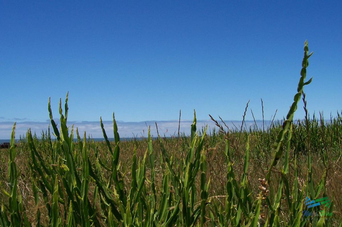 Campo Ref.3906 - 145 Has al Sur de Ruta 10 con vista al Mar, Precio Reducido !