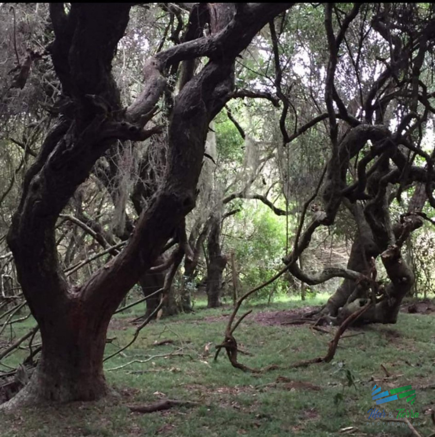 Campo Ref.4234 - 128 Has a 3 Kms de R.9 Lindo campito e invernada !