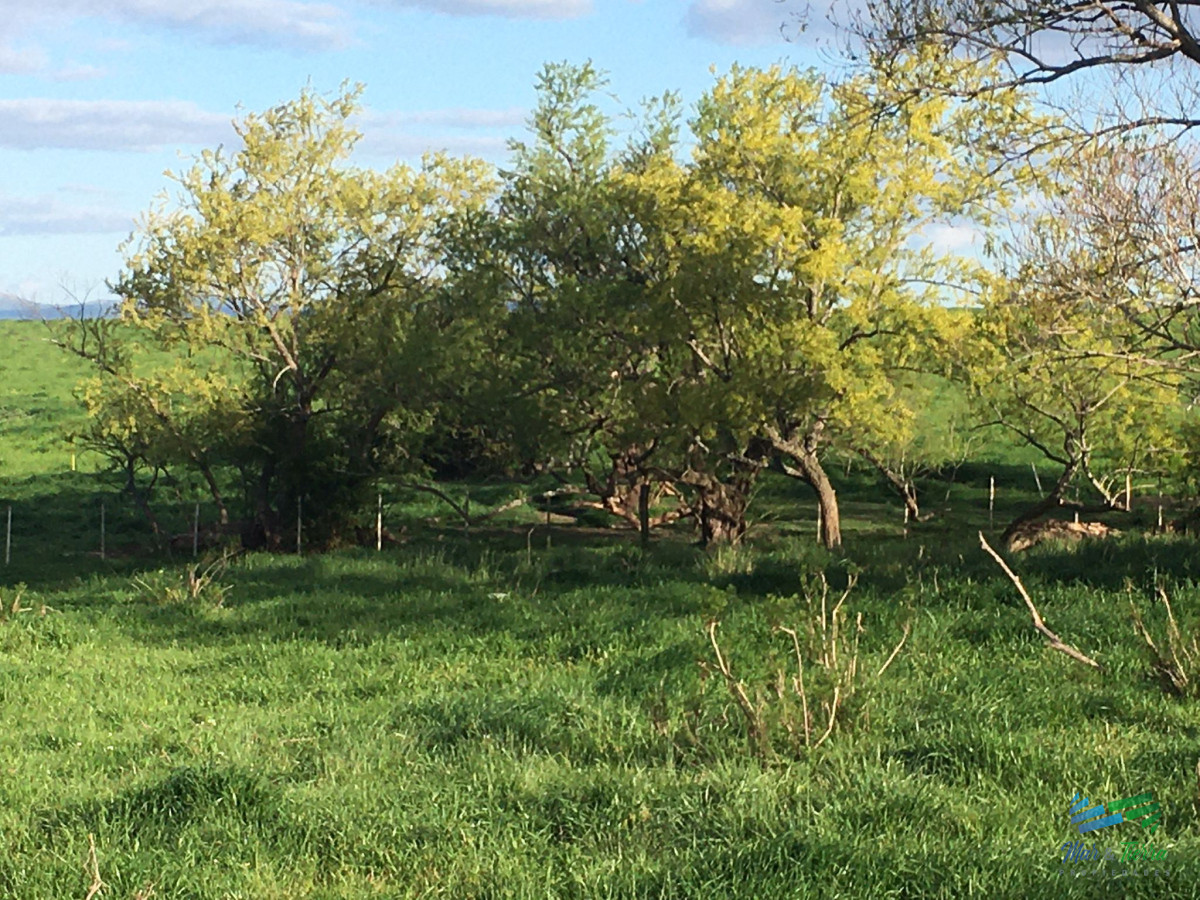 Campo Ref.4907 - 312 Has Campaso Mixto a 1 hora de Mdeo y Punta !