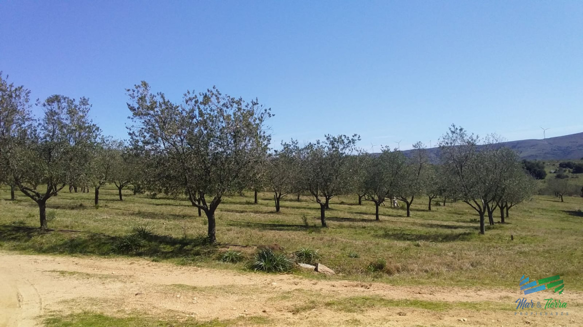 Campo Ref.4426 - Muy lindo campo de Recreo con Olivos a pocos mts de R.39 y 1 hora de Punta