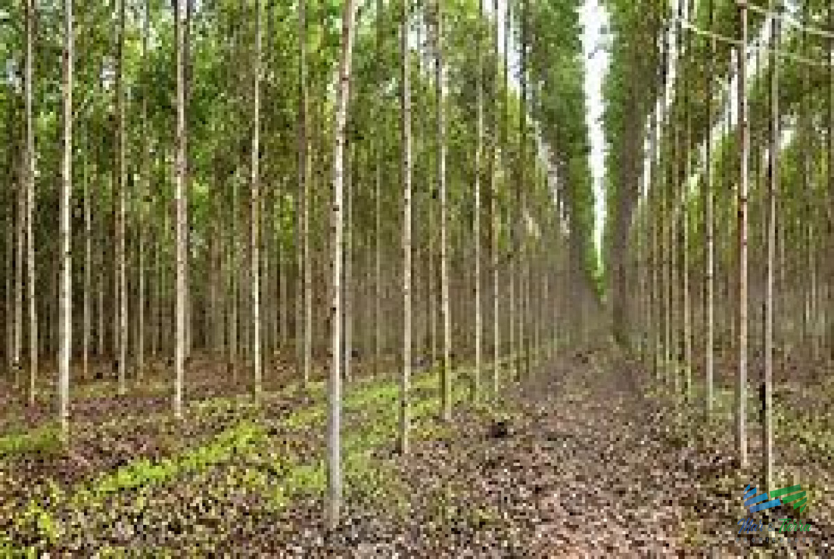 Campos Forestales - GoPunta - Portal Inmobiliario de Punta del Este - Maldonado