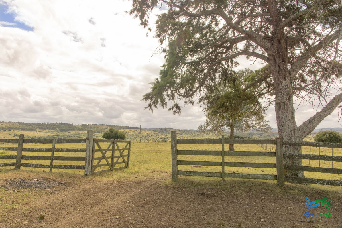 Estancia de 882 Has, campo mixto Ganadero   Forestal muy bien ubicado - GoPunta - Portal Inmobiliario de Punta del Este - Maldonado
