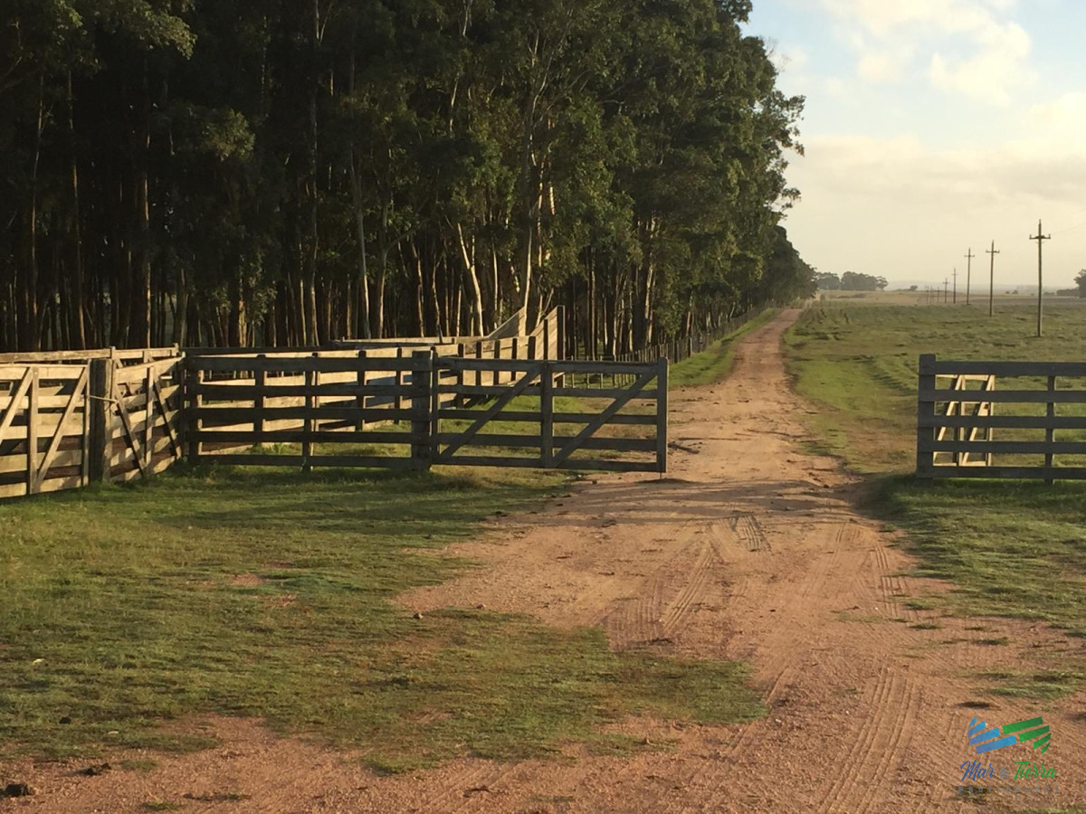 Campo Ref.3697 - 1.137 Has Campaso costa Laguna Negra