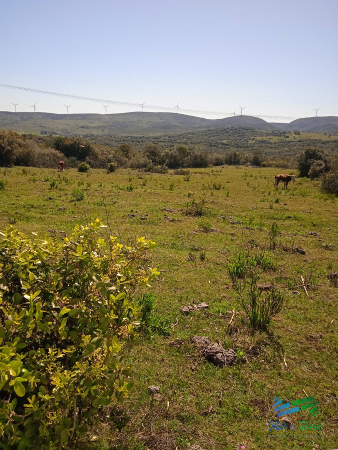 Campo Ref.4695 - 69 Has Ideales para fraccionar, salen 23 chacras de 3 has a menos de 40 Kms de Punta ! No se lo pierda, Llame ya !