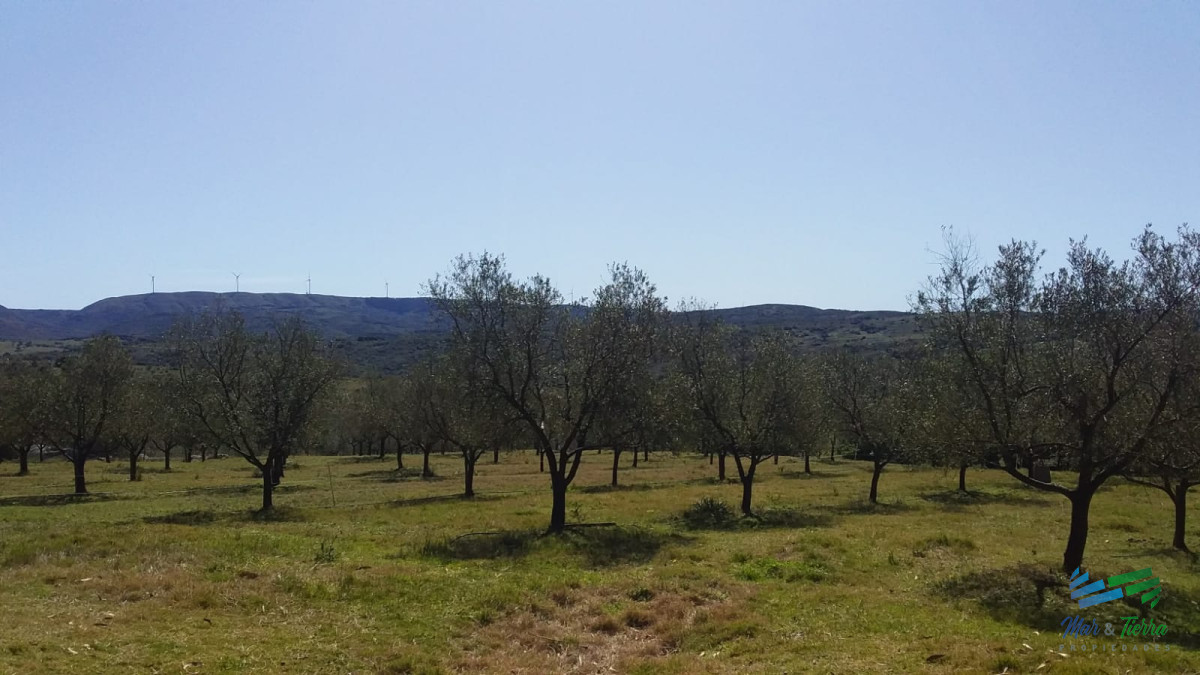 Campo Ref.4426 - Muy lindo campo de Recreo con Olivos a pocos mts de R.39 y 1 hora de Punta