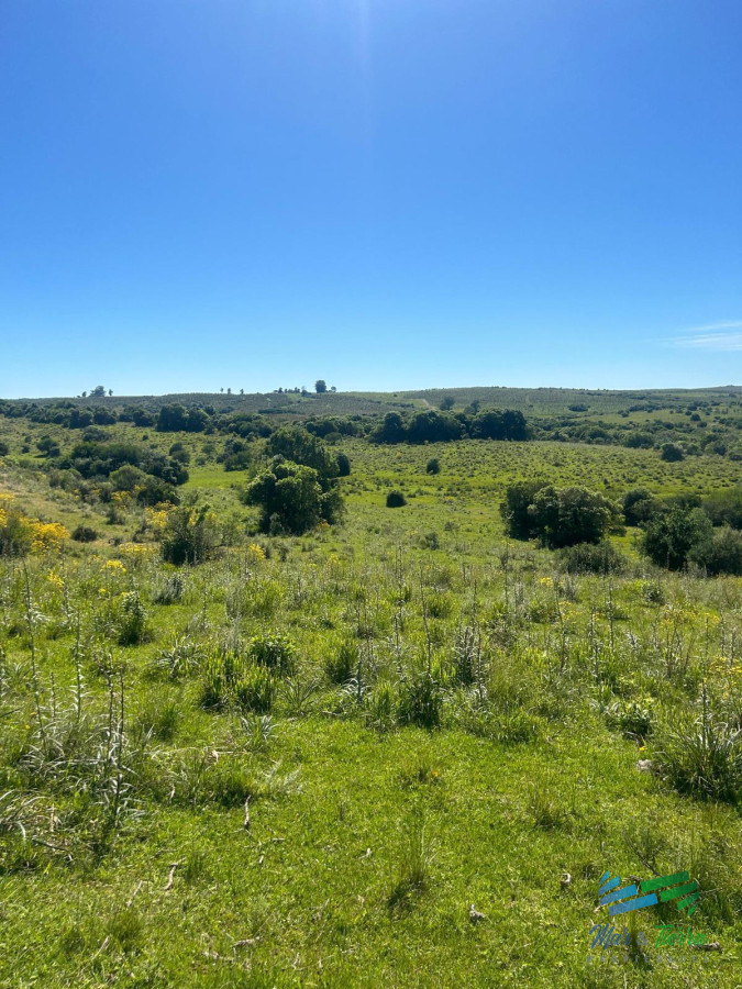 Campo Ref.5081 - 577 Has Campo Ganadero - Forestal