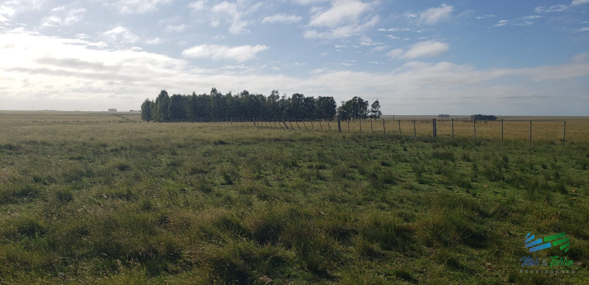 Campo Ref.5461 - Excelente establecimiento rural completo, Invernada natural !