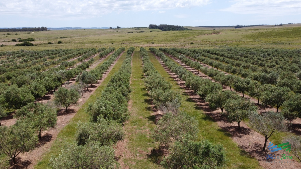 Campo Ref.4490 - 28 Has a 5 Kms de Garzón con 5.000 Olivos