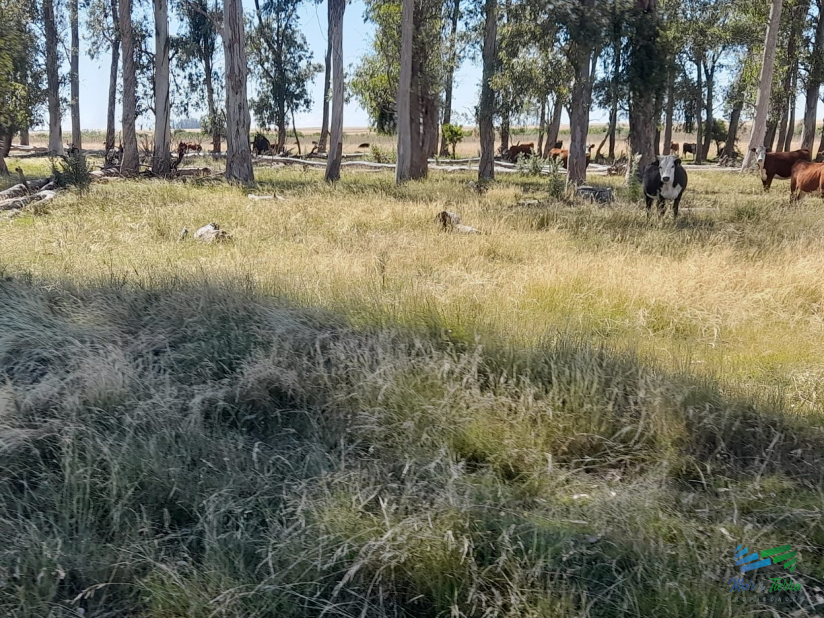 Campo Ref.5159 - 1.500 Has en Artigas Campo Ganadero