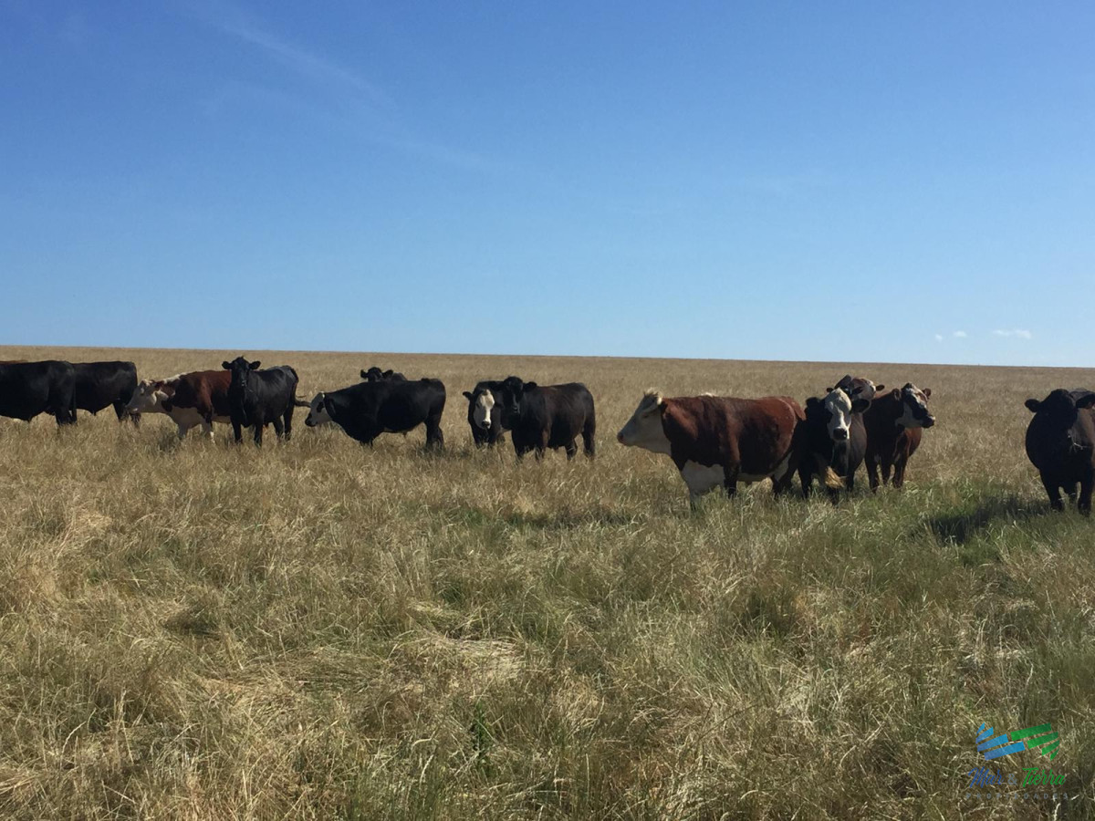 Campo Ref.3697 - 1.137 Has Campaso costa Laguna Negra