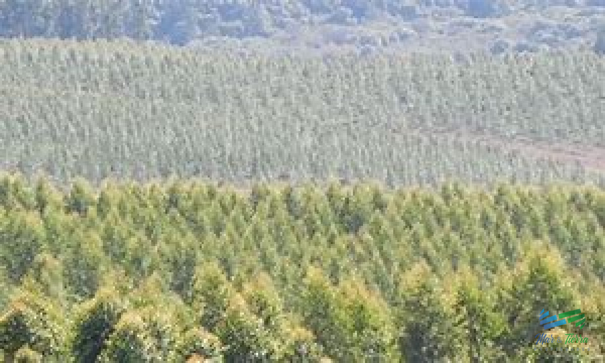 Campo Ref.5281 - Campos Forestales Varios