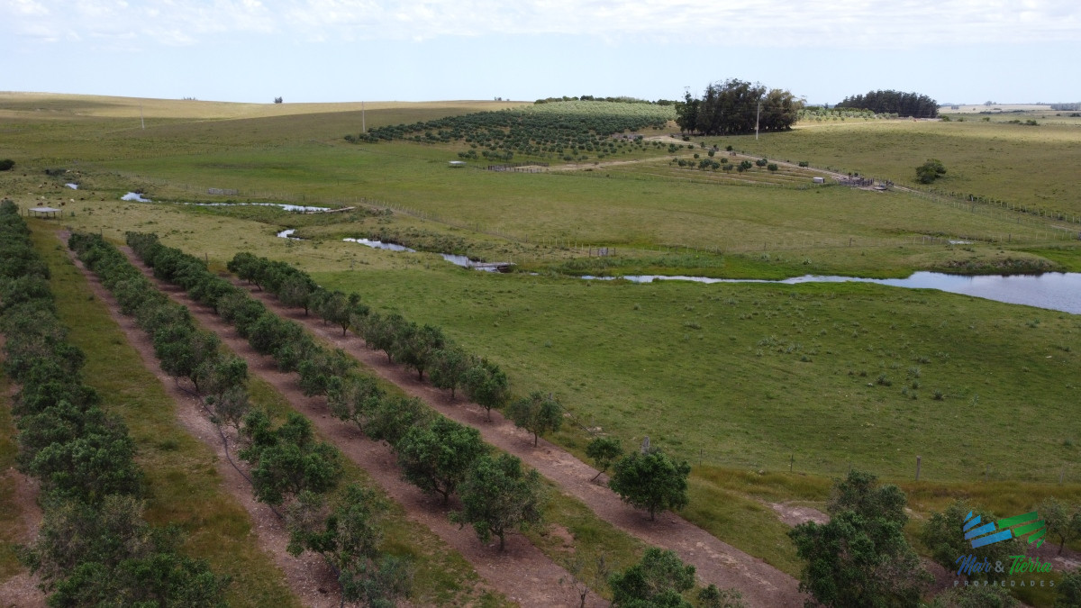 Campo Ref.4490 - 28 Has a 5 Kms de Garzón con 5.000 Olivos