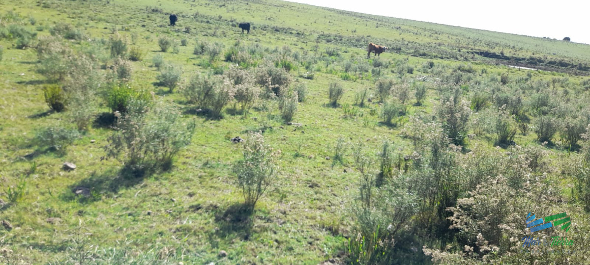 Campo Ref.4416 - Buen campo agrícola, muy bien ubicado. 83 Has