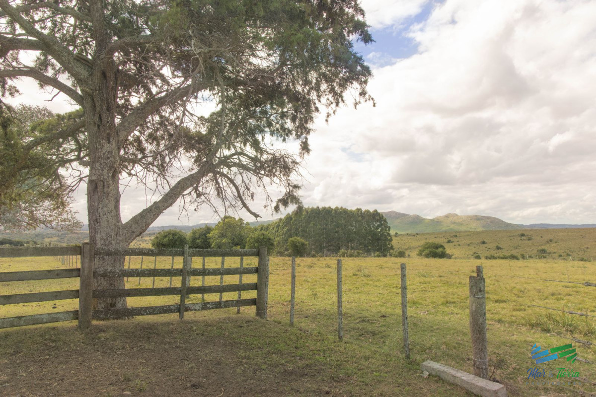 Campo Ref.4410 - Muy buen campo mixto Ganadero-Forestal de 690 Has y bien ubicado