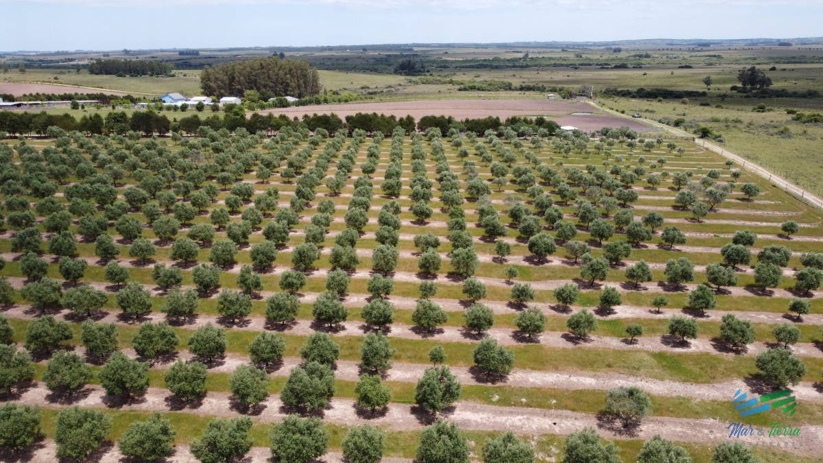 Campo Ref.4490 - 28 Has a 5 Kms de Garzón con 5.000 Olivos