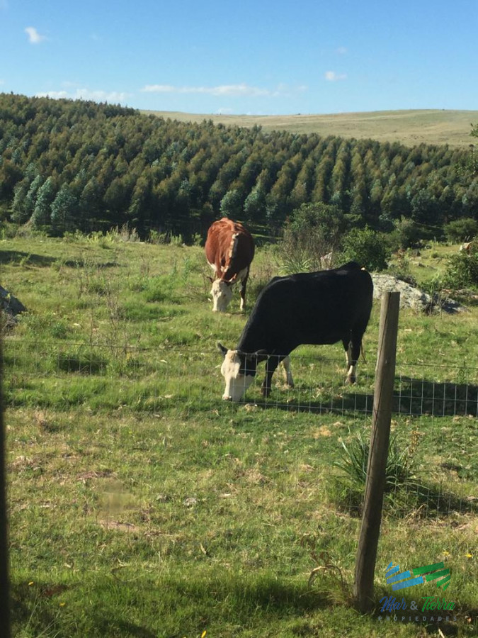 Campo Ref.3866 - Lindo campito de 37 has a metros de Ruta 12 y 15 minutos de Pueblo Edén.