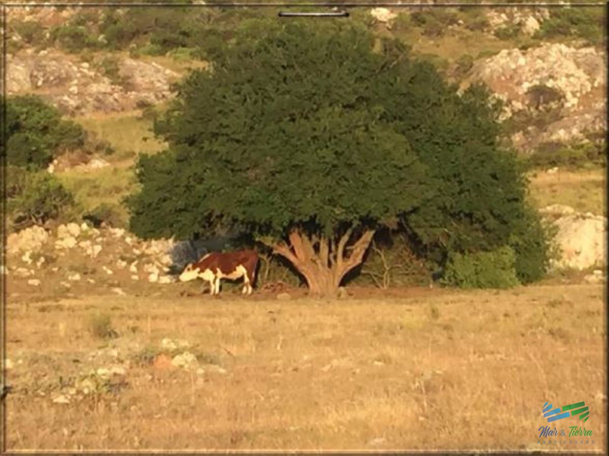 Campo Ref.3984 - 370 Has ganaderas, muy cerca de Punta, arroyo y monte nativo. Excelente ubicación !