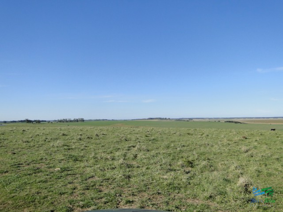 Campo Ref.3697 - 1.137 Has Campaso costa Laguna Negra