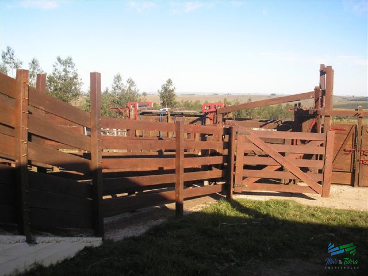 Campo Ref.3687 - 1.600 Has Campo Ganadero criador a buen precio