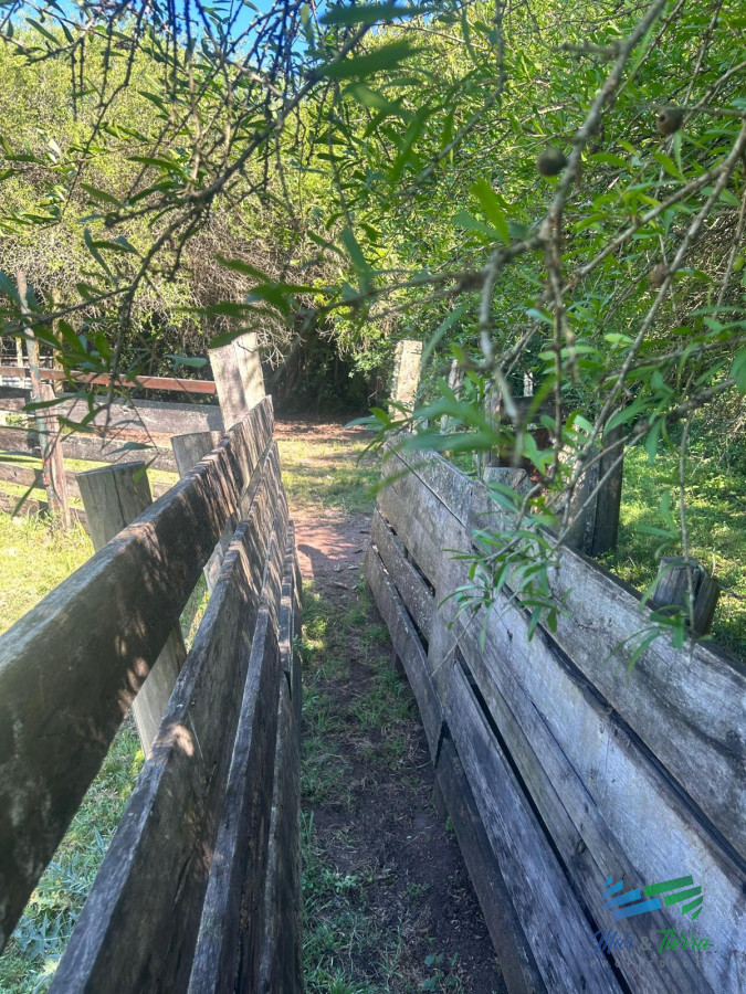 Campo Ref.5081 - 577 Has Campo Ganadero - Forestal