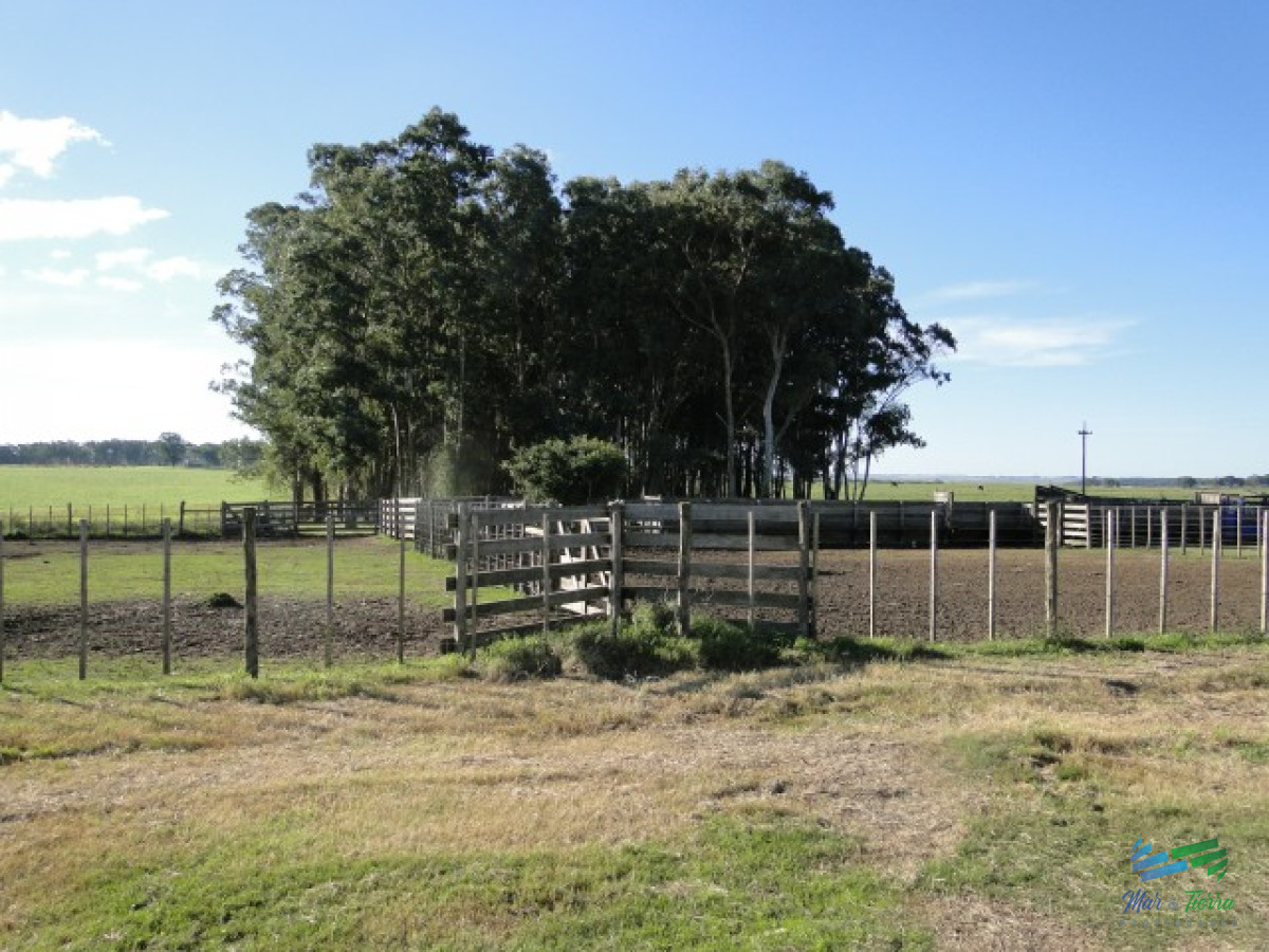 Campo Ref.3697 - 1.137 Has Campaso costa Laguna Negra
