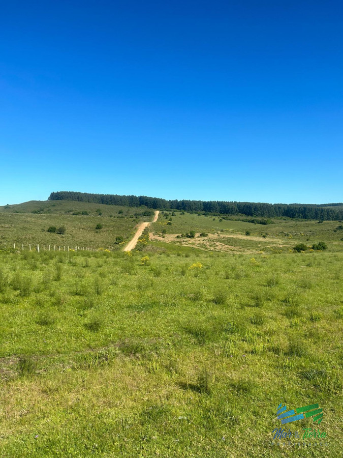 Campo Ref.5081 - 577 Has Campo Ganadero - Forestal