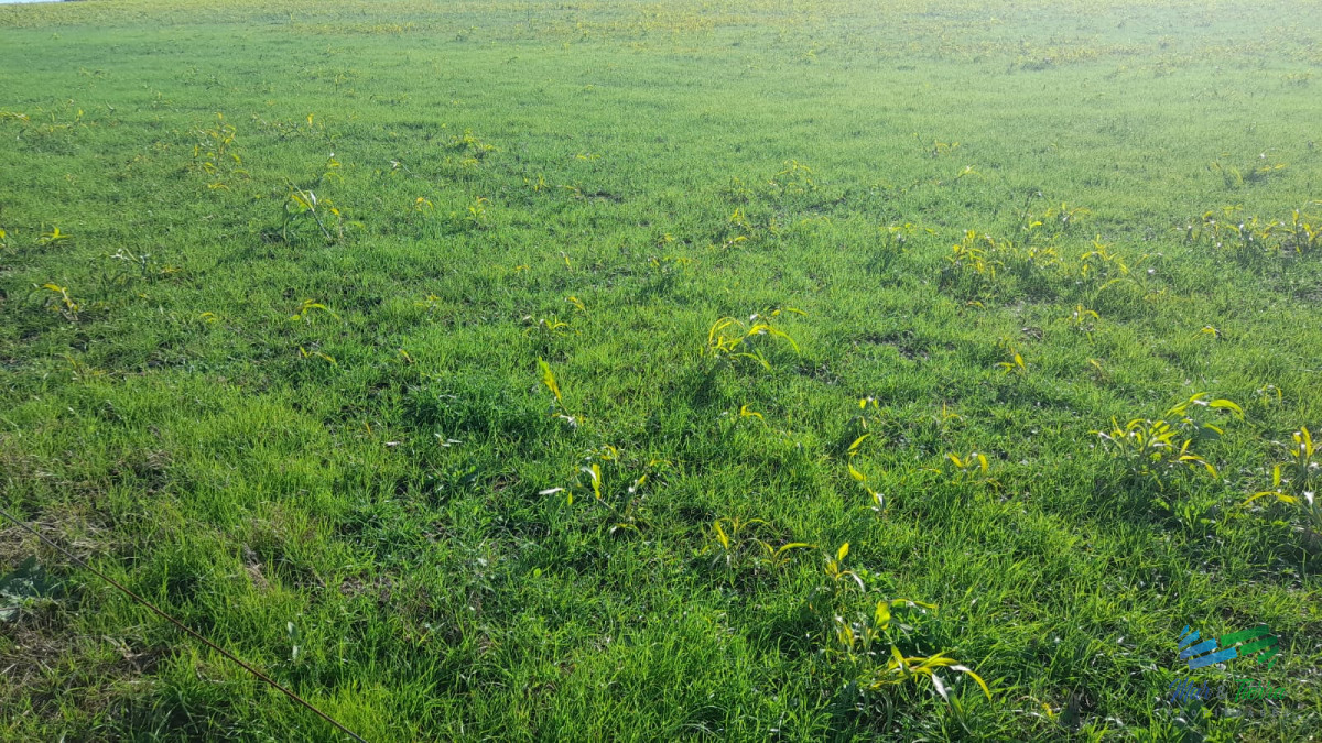 Campo Ref.3681 - 128 Has Agrícola-Ganaderas sobre Ruta 9 (Tambo)