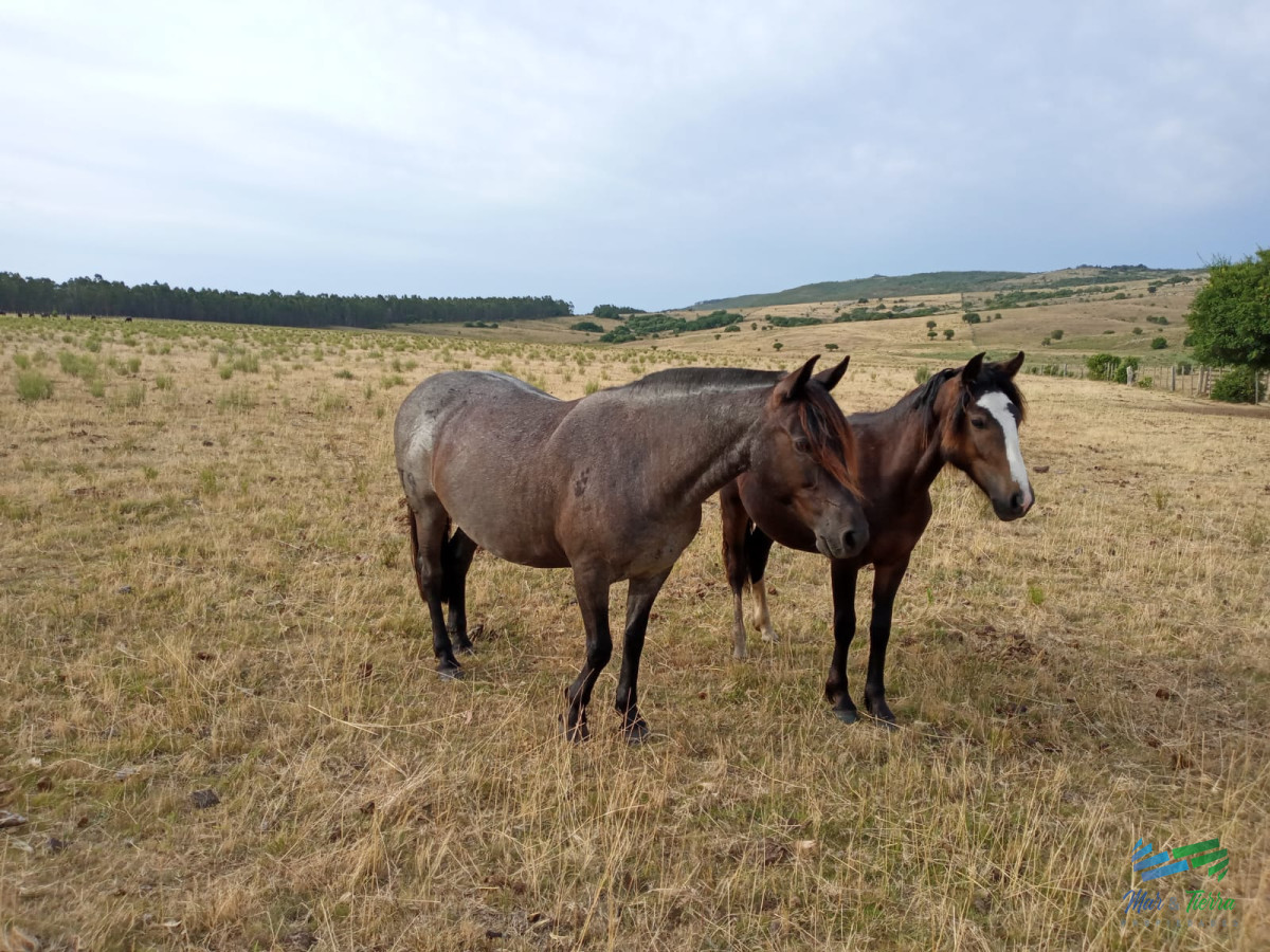 Campo Ref.4122 - 108 Has en venta a portera cerrada, Única por ubicación y mejoras, establecimiento completo !