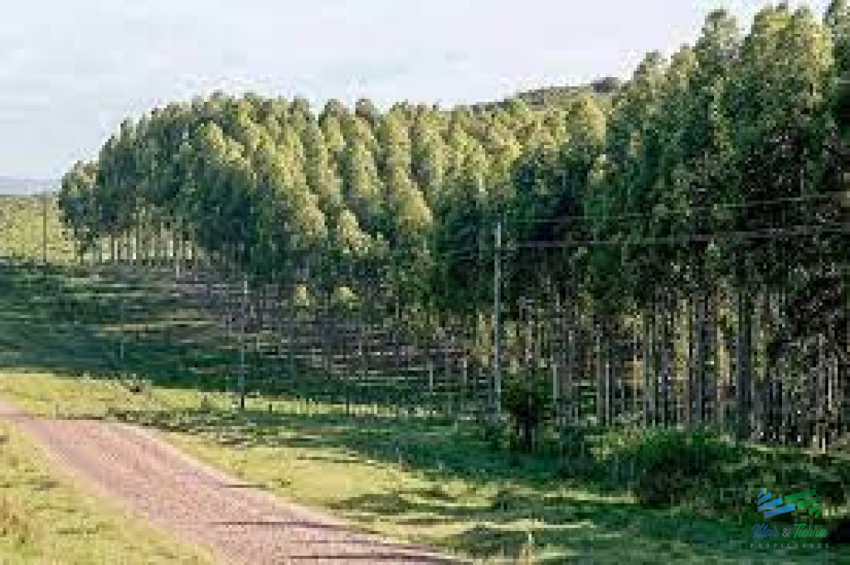 Campo Ref.4402 - 874 Has Mixtas Agrícola-Ganadero-Forestal 